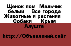 Щенок пом. Мальчик белый  - Все города Животные и растения » Собаки   . Крым,Алушта